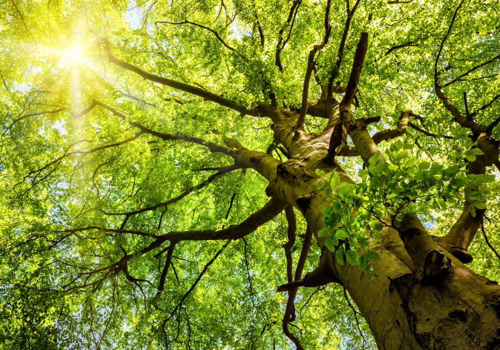 baum-wald-sonne